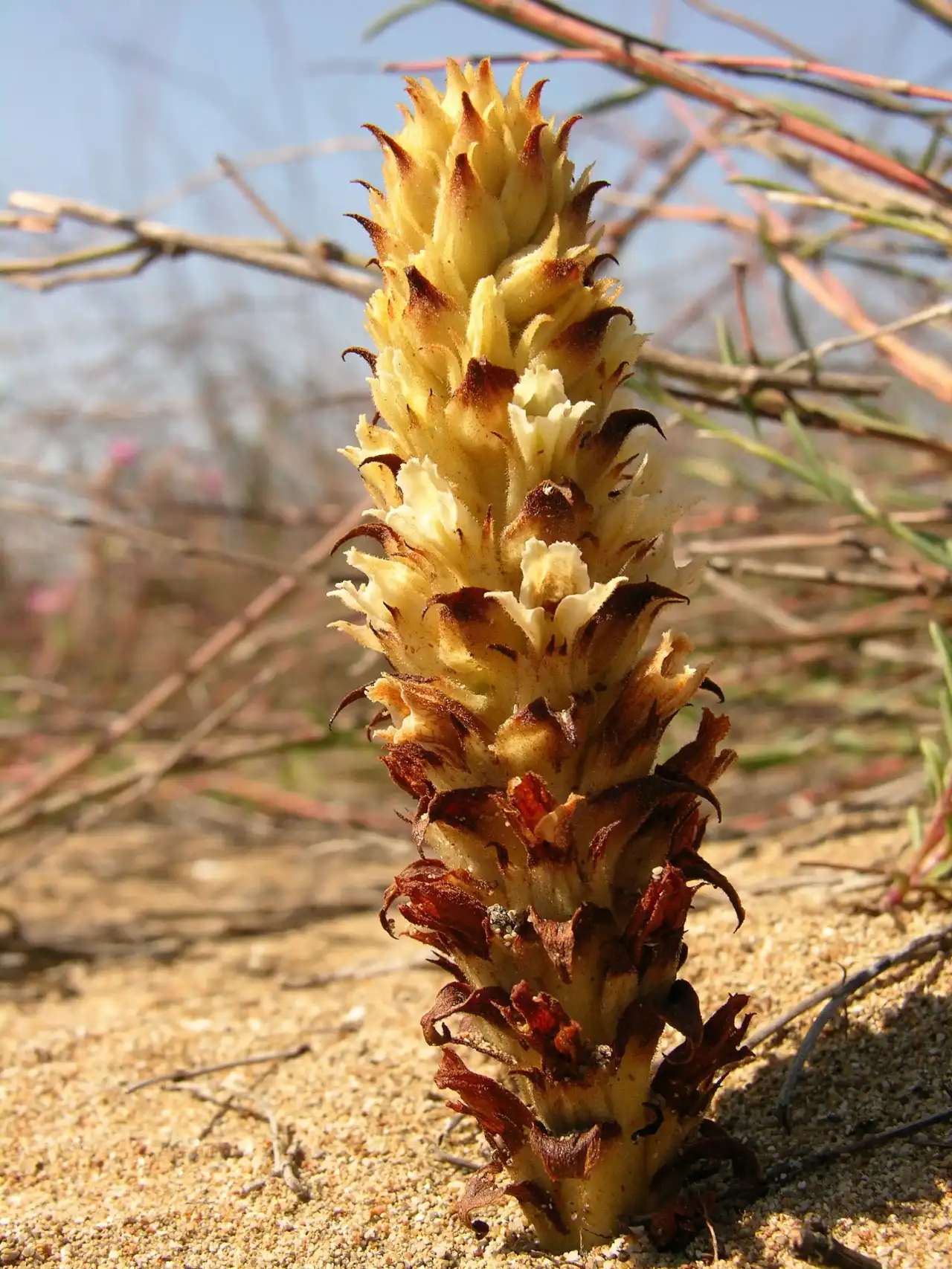 Antalya’nın Endemik Bitkilerini Koparmanın Bedeli Ağır 4